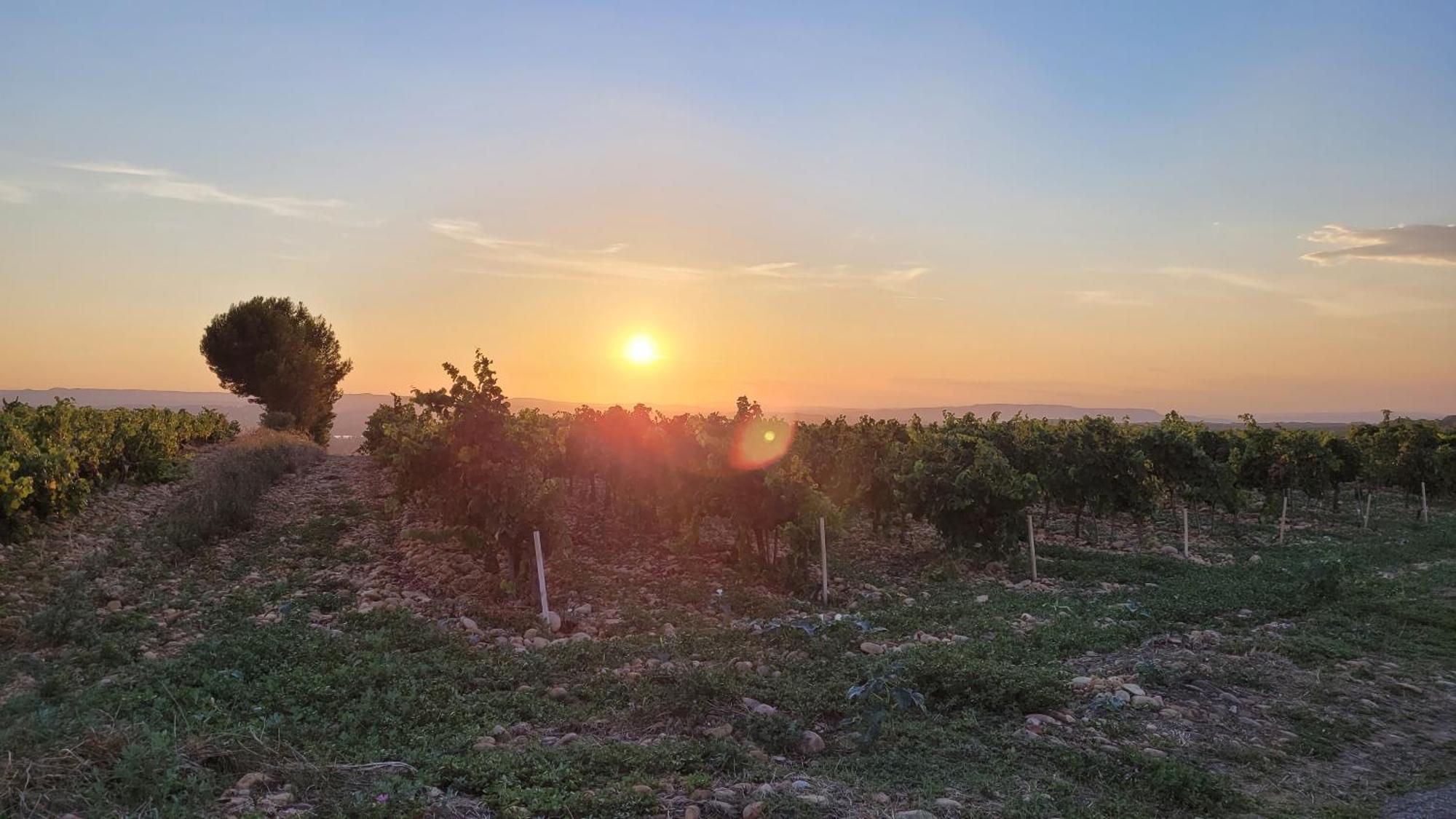 Le Willow Chateauneuf-du-Pape Luaran gambar