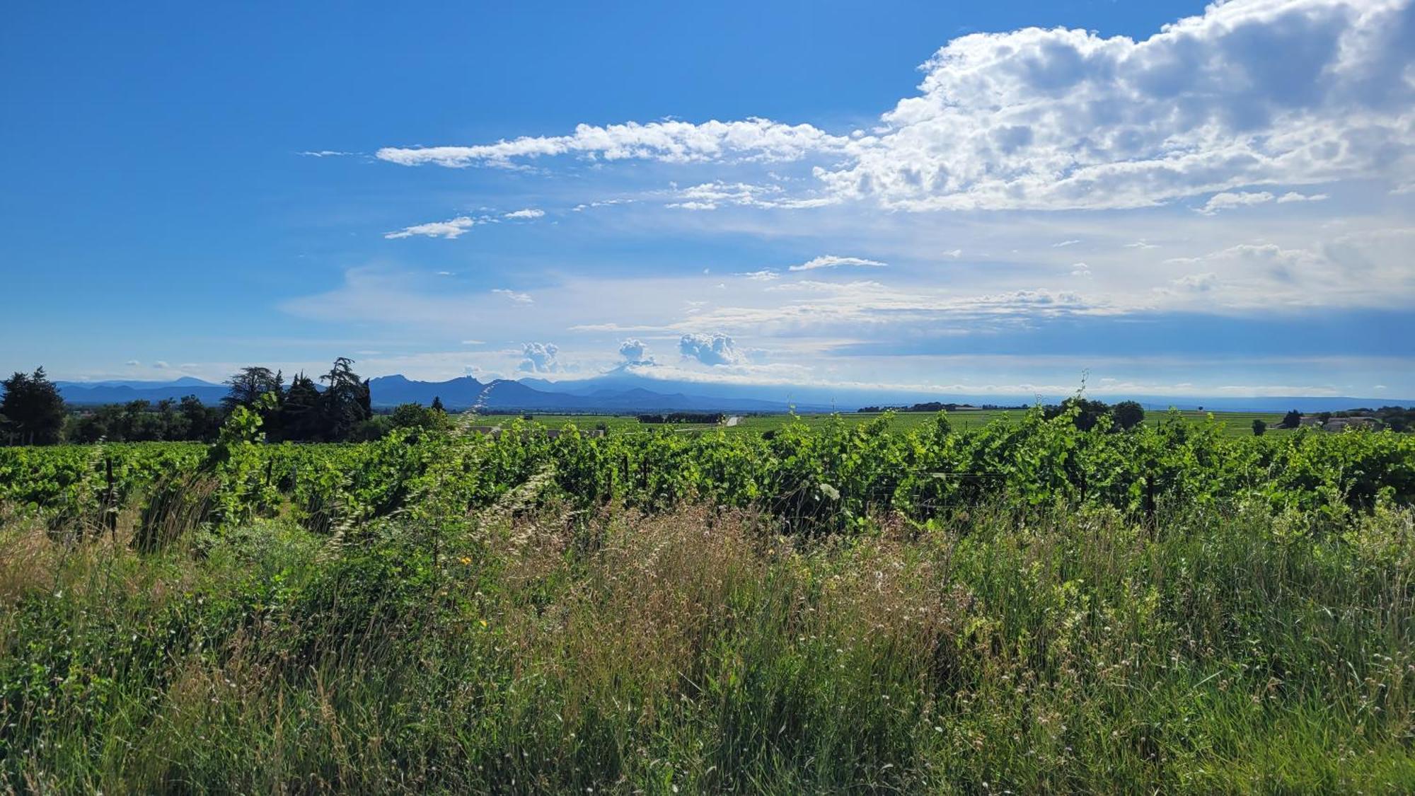 Le Willow Chateauneuf-du-Pape Luaran gambar